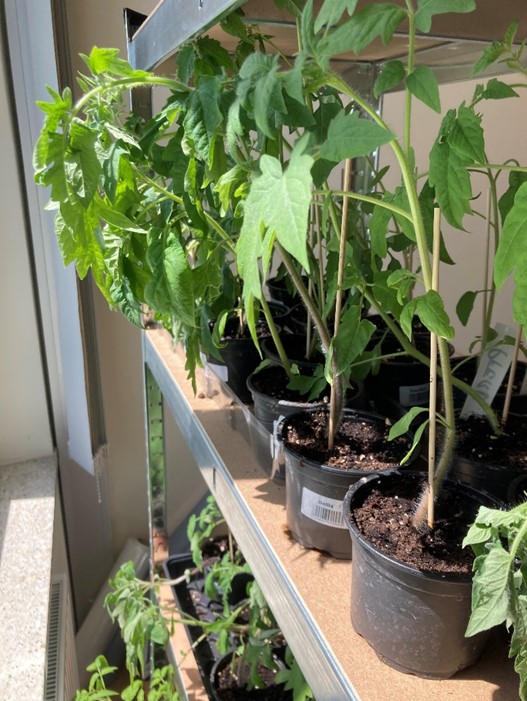 Natürlicher Garten mit gesundem Boden